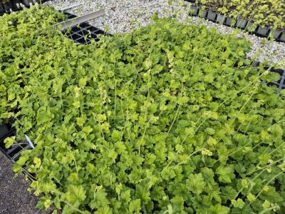 Bild von /bilder/bluehapp/thumb/telg_Tellima_grandiflora_P-6801000001_T-k_Y-25_K-20_65543.jpg