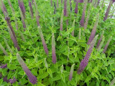 Bild von Teucrium hyrcanicum