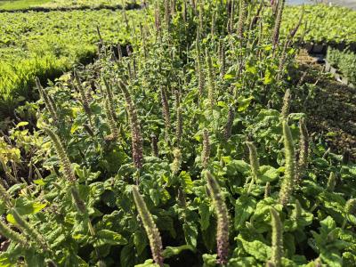 Bild von /bilder/bluehapp/thumb/teuh_Teucrium_hyrcanicum_P-6821300001_T-b_Y-25_K-25_99538.jpg