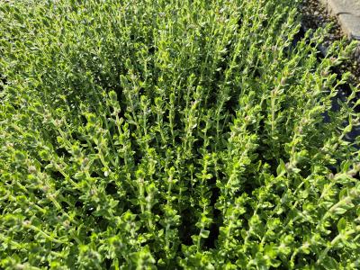 Bild von /bilder/bluehapp/thumb/teul_Teucrium_lucidrys_P-6821500001_T-k_Y-25_K-25_42606.jpg