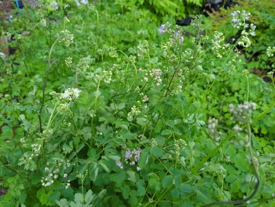 Bild von /bilder/bluehapp/thumb/thaa_Thalictrum_aquilegifolium_P-6841500001_T-k_Y-23_K-21_40479_aktiv_.jpg