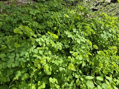 Bild von /bilder/bluehapp/thumb/thaa_Thalictrum_aquilegifolium_P-6841500001_T-k_Y-26_K-20_97858.jpg