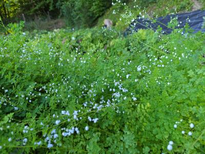 Bild von /bilder/bluehapp/thumb/thadsw_Thalictrum_del____Splendide_White___R__P-6842060001_T-b_Y-22_K-28_89154_aktiv_.jpg