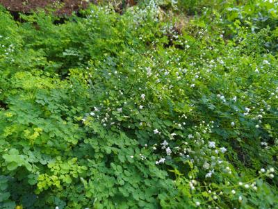 Bild von /bilder/bluehapp/thumb/thadsw_Thalictrum_del____Splendide_White___R__P-6842060001_T-b_Y-23_K-30_63744_aktiv_.jpg