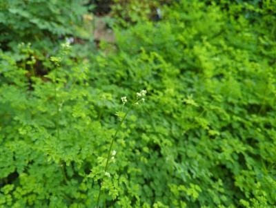 Bild von /bilder/bluehapp/thumb/thadsw_Thalictrum_del____Splendide_White___R__P-6842060001_T-k_Y-22_K-26_53114_aktiv_.jpg