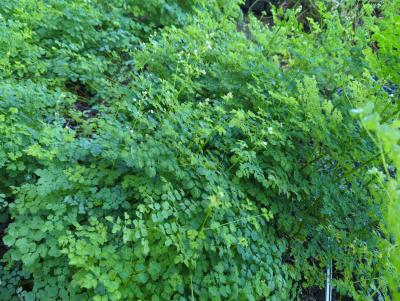 Bild von /bilder/bluehapp/thumb/thadsw_Thalictrum_del____Splendide_White___R__P-6842060001_T-k_Y-23_K-27_74942_aktiv_.jpg