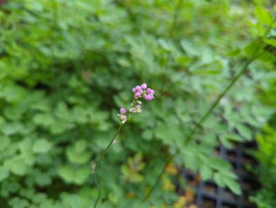 Bild von /bilder/bluehapp/thumb/tharel_Thalictrum_rochebrunianum___Elin___P-6842012001_T-k_Y-22_K-26_14951_aktiv_.jpg