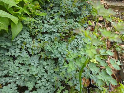 Bild von /bilder/bluehapp/thumb/tharel_Thalictrum_rochebrunianum___Elin___P-6842012001_T-k_Y-24_K-19_66766_aktiv_.jpg