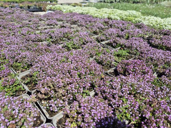 Bild von /bilder/bluehapp/thumb/thyc_Thymus_x_citriodorus_P-6881000001_T-b_Y-26_K-25_39414.jpg