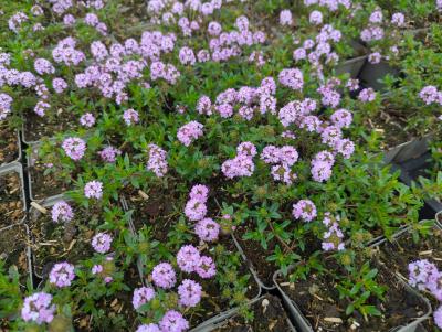 Bild von /bilder/bluehapp/thumb/thylo_Thymus_longicaulus_ssp_odoratus_P-6882100001_T-b_Y-24_K-18_57256_aktiv_.jpg