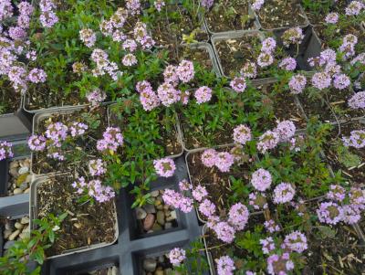 Bild von /bilder/bluehapp/thumb/thylo_Thymus_longicaulus_ssp_odoratus_P-6882100001_T-b_Y-24_K-19_92751_aktiv_.jpg