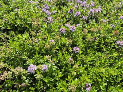 Bild von /bilder/bluehapp/thumb/thylo_Thymus_longicaulus_ssp_odoratus_P-6882100001_T-b_Y-25_K-24_94453.jpg