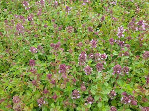 Bild von /bilder/bluehapp/thumb/thyp_Thymus_pulegioides_P-6882200001_T-k_Y-21_K-28_20147_aktiv_.jpg