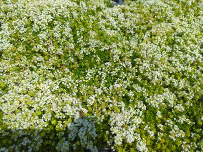 Bild von /bilder/bluehapp/thumb/thysal_Thymus_praecox___Albiflorus___P-6882510001_T-b_Y-23_K-24_28075_aktiv_.jpg