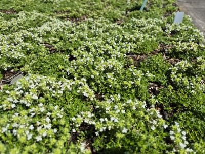 Bild von /bilder/bluehapp/thumb/thysal_Thymus_praecox___Albiflorus___P-6882510001_T-b_Y-25_K-24_79903.jpg