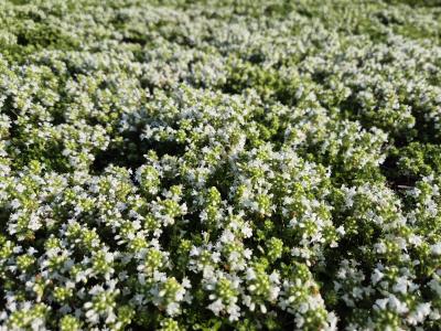 Bild von /bilder/bluehapp/thumb/thysal_Thymus_praecox___Albiflorus___P-6882510001_T-b_Y-25_K-25_24587.jpg