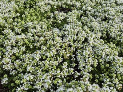 Bild von /bilder/bluehapp/thumb/thysal_Thymus_praecox___Albiflorus___P-6882510001_T-b_Y-25_K-26_19595.jpg