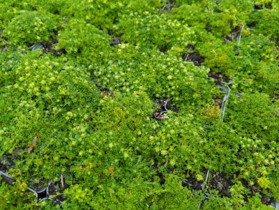 Bild von /bilder/bluehapp/thumb/thysal_Thymus_praecox___Albiflorus___P-6882510001_T-k_Y-23_K-20_15556_aktiv_.jpg