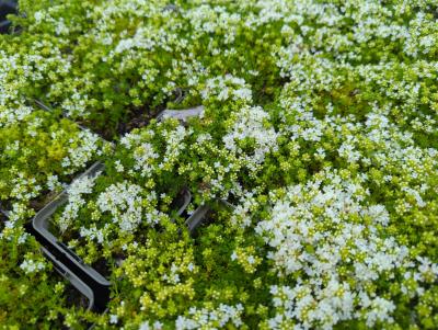 Bild von /bilder/bluehapp/thumb/thysal_Thymus_serphyllum___Albus___P-6882510001_T-b_Y-22_K-21_14353_aktiv_.jpg