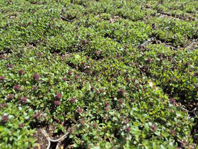Bild von /bilder/bluehapp/thumb/thysco_Thymus_praecox___Coccineus___P-6882520001_T-k_Y-25_K-24_32934.jpg