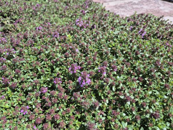 Bild von /bilder/bluehapp/thumb/thysco_Thymus_praecox___Coccineus___P-6882520001_T-k_Y-26_K-23_67203.jpg