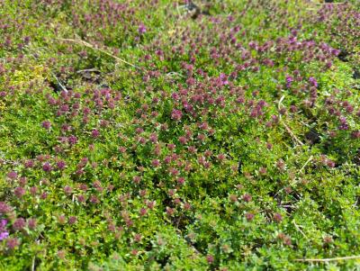 Bild von /bilder/bluehapp/thumb/thyscr_Thymus_praecox___Creeping_Red___P-6882521001_T-k_Y-23_K-22_10301_aktiv_.jpg