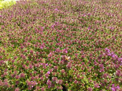 Bild von /bilder/bluehapp/thumb/thyscr_Thymus_serphyllum___Creeping_Red___P-6882521001_T-b_Y-22_K-21_68472_aktiv_.jpg