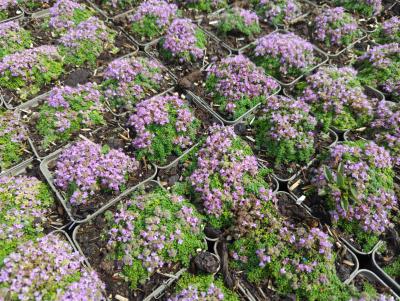 Bild von /bilder/bluehapp/thumb/thyspy_Thymus_praecox___Pygmaeus___P-6882530001_T-b_Y-24_K-27_86399_aktiv_.jpg