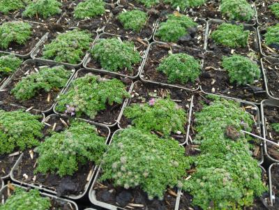 Bild von /bilder/bluehapp/thumb/thyspy_Thymus_praecox___Pygmaeus___P-6882530001_T-k_Y-24_K-25_86265_aktiv_.jpg