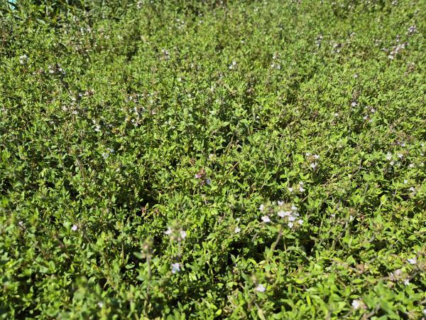 Bild von /bilder/bluehapp/thumb/thyv_Thymus_vulgaris_P-9101000001_T-k_Y-26_K-25_69801.jpg