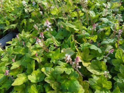 Bild von Tiarella x-cult. Spring Sinfony