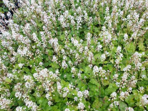 Bild von /bilder/bluehapp/thumb/tiaw_Tiarella_wherryi_P-6902000001_T-b_Y-21_K-36_78233_aktiv_.jpg