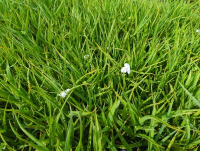 Bild von /bilder/bluehapp/thumb/traain_Tradescantia_x_anders____Innocence___P-6941025001_T-k_Y-24_K-20_52579_aktiv_.jpg