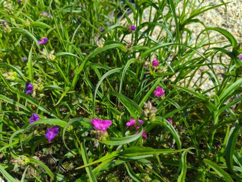 Bild von /bilder/bluehapp/thumb/traaka_Tradescantia_x_anders____Karminglut___P-6941035001_T-b_Y-22_K-20_44565_aktiv_.jpg