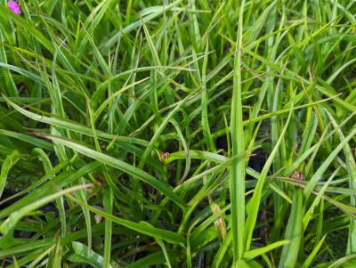 Bild von /bilder/bluehapp/thumb/traaka_Tradescantia_x_anders____Karminglut___P-6941035001_T-k_Y-24_K-19_13643_aktiv_.jpg