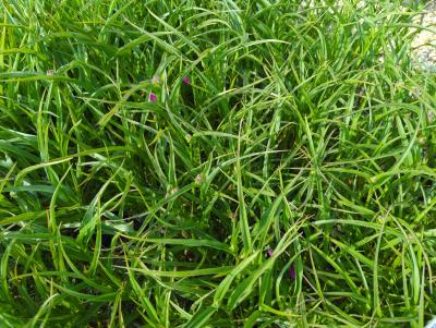 Bild von /bilder/bluehapp/thumb/traaka_Tradescantia_x_anders____Karminglut___P-6941035001_T-k_Y-24_K-20_62505_aktiv_.jpg