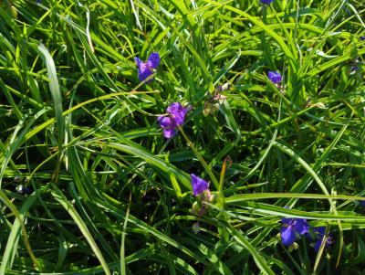 Bild von /bilder/bluehapp/thumb/traazb_Tradescantia_x_an____Zwanenburg_Blue___P-6941060001_T-k_Y-22_K-38_50305_aktiv_.jpg