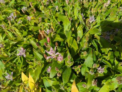 Bild von /bilder/bluehapp/thumb/trih_Tricyrtis_hirta_P-6961000001_T-b_Y-22_K-40_75963_aktiv_.jpg