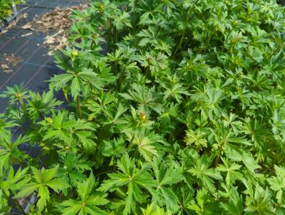 Bild von /bilder/bluehapp/thumb/trocgq_Trollius_chinensis___Golden_Queen___P-7001000001_T-k_Y-24_K-18_48684_aktiv_.jpg