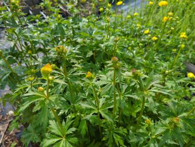 Bild von /bilder/bluehapp/thumb/trocgq_Trollius_chinensis___Golden_Queen___P-7001000001_T-k_Y-24_K-19_86206_aktiv_.jpg