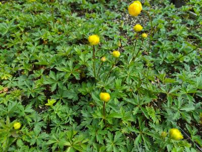 Bild von troche_Trollius_x_cult____Helios___P-7002030001_T-k_Y-23_K-19_96390_aktiv_.jpg