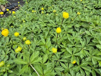 Bild von /bilder/bluehapp/thumb/troche_Trollius_x_cult____Helios___P-7002030001_T-k_Y-25_K-17_81992.jpg