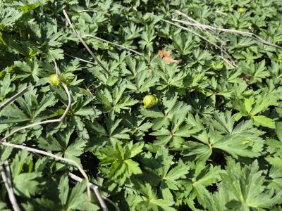 Bild von /bilder/bluehapp/thumb/troche_Trollius_x_cult____Helios___P-7002030001_T-k_Y-26_K-16_42434.jpg