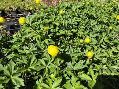 Bild von /bilder/bluehapp/thumb/troche_Trollius_x_cult____Helios___P-7002030001_T-k_Y-26_K-17_72785.jpg