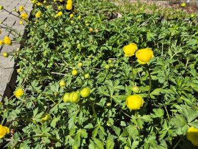 Bild von /bilder/bluehapp/thumb/troe_Trollius_europaeus_UG11_P-7002500001_T-k_Y-26_K-17_45990.jpg