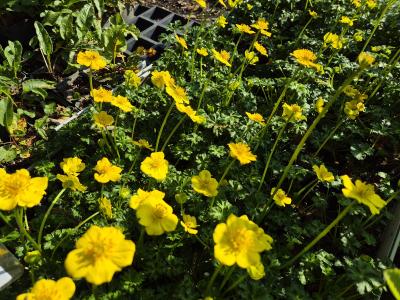 Bild von /bilder/bluehapp/thumb/trop_Trollius_pumilus_P-7003000001_T-b_Y-26_K-19_62301.jpg