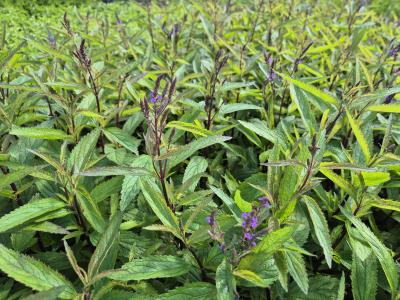 Bild von /bilder/bluehapp/thumb/verhbs_Verbena_hastata___Blue_Spires___P-7123020001_T-k_Y-25_K-36_86190.jpg