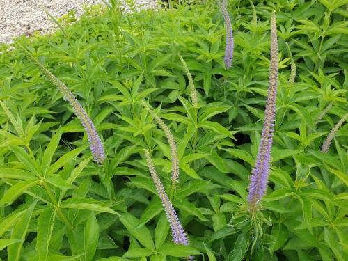 Bild von /bilder/bluehapp/thumb/verjap_Veronicastrum_japonicum___Apollo__Li_P-7200510001_T-b_Y-21_K-27_15242_aktiv_.jpg