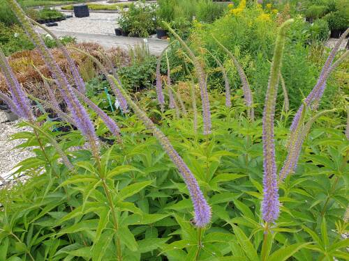 Bild von /bilder/bluehapp/thumb/verjap_Veronicastrum_japonicum___Apollo__Li_P-7200510001_T-b_Y-21_K-27_41401_aktiv_.jpg
