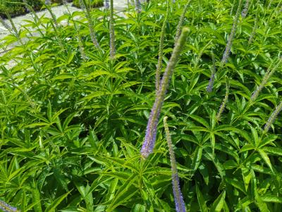 Bild von /bilder/bluehapp/thumb/verjap_Veronicastrum_japonicum___Apollo__Li_P-7200510001_T-b_Y-22_K-25_44091_aktiv_.jpg